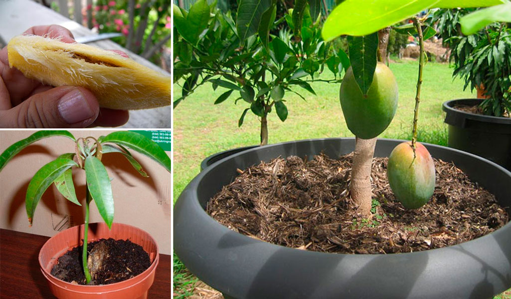 Как посадить манго в горшок дома