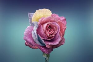 Consejos para cultivar rosales sanos y fuertes.